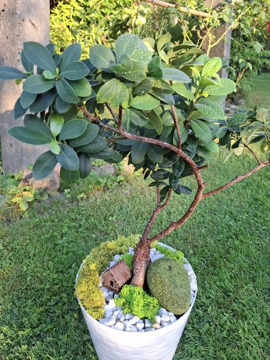 Drzewko bonsai fikus 44cm  domek mech chrobotek
