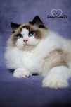 Kocurek seal bicolor ragdoll FPL