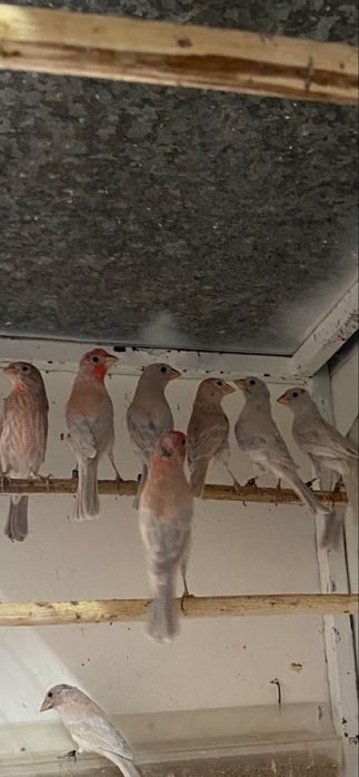 Carpodacos mexicanos