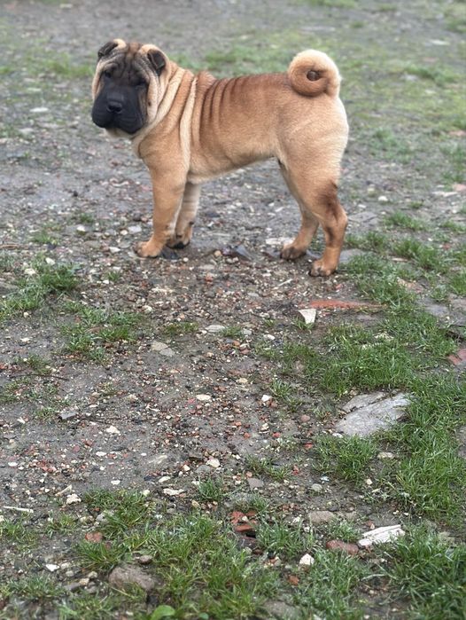 Shar Pei ZkwP/FCI