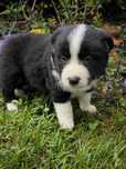Border collie ZKWP FCI piesek
