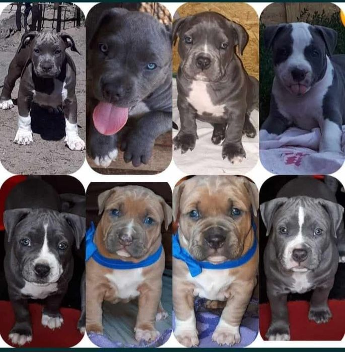 Amstaff bardzo  mocny ,przebadany jedyny taki !