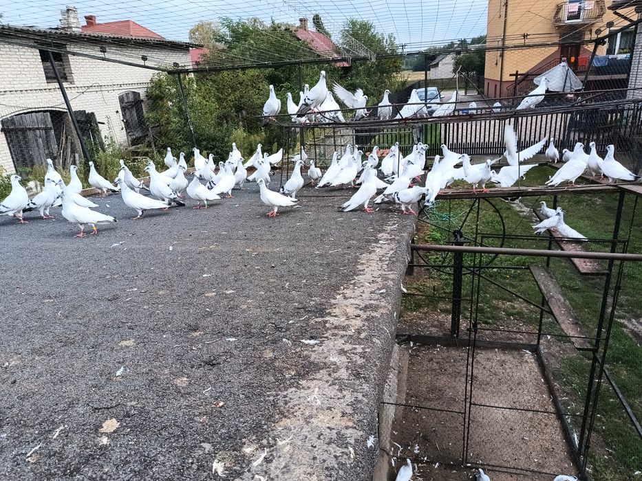Jasne Łomżyńskie
