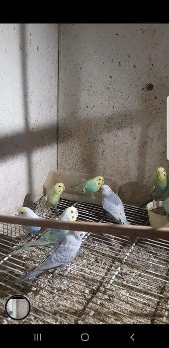 Piriquitos Arco Iris