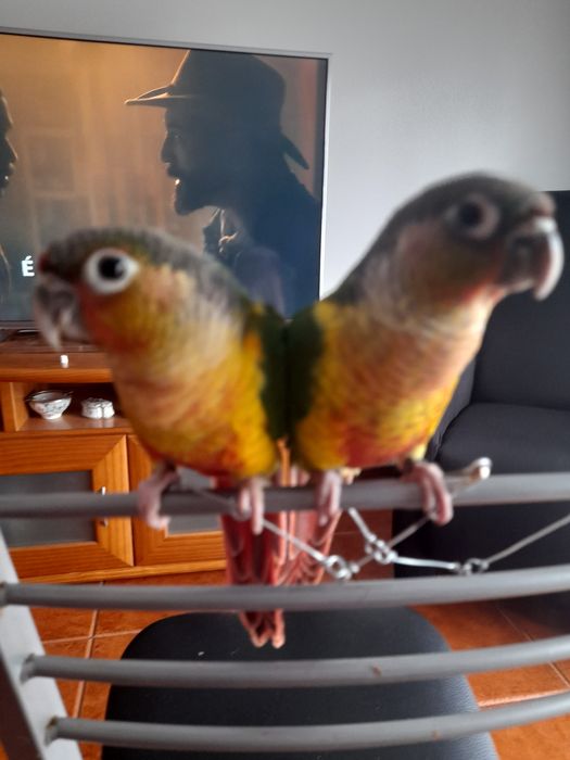 Pirruas domesticadas.