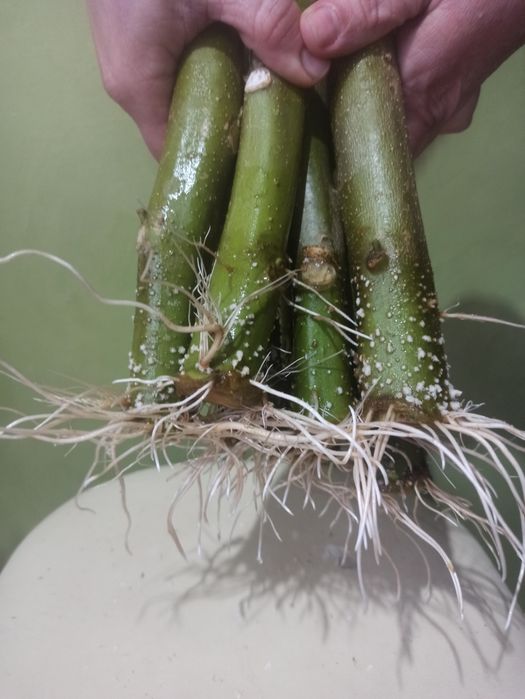 Бругмансия махровая черенки с корнем