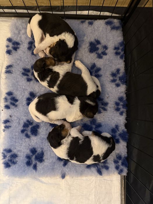 Szczenięta foksteriera szorstkowłosego