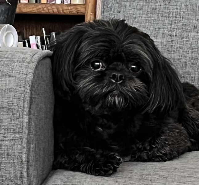 Shih tzu gotowy do odbioru