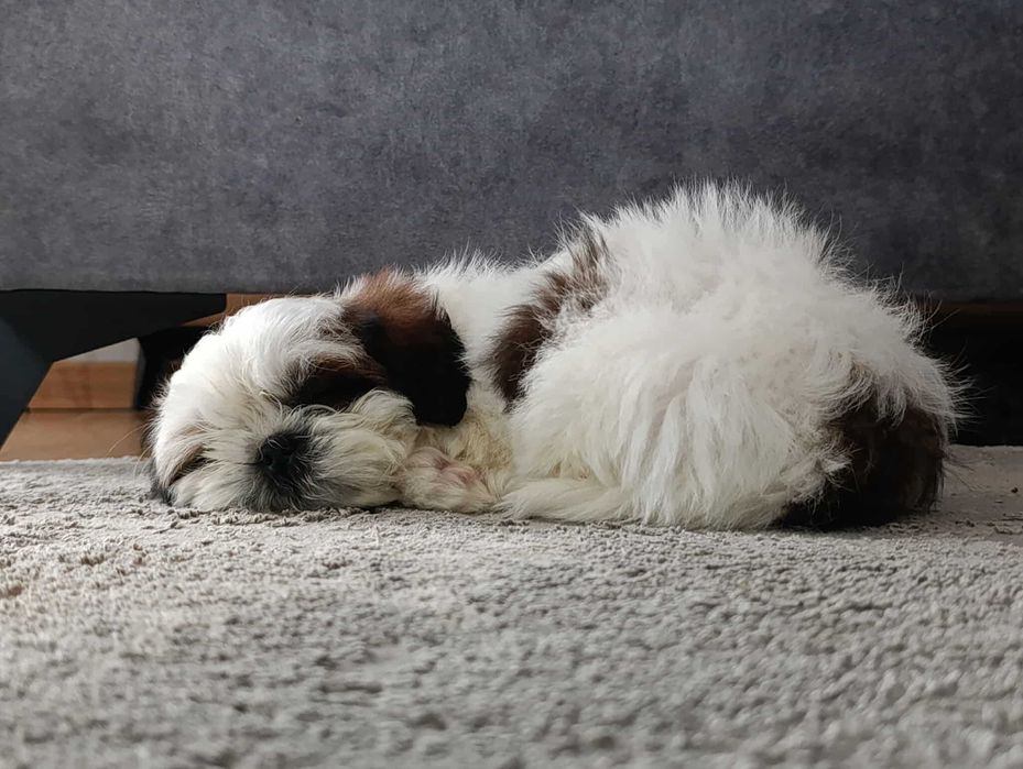 Pieski rasy Shih Tzu gotowy na zmianę domu