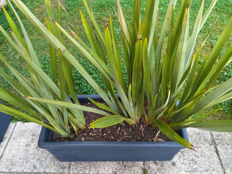 Floreiras grandes com plantas de exterior