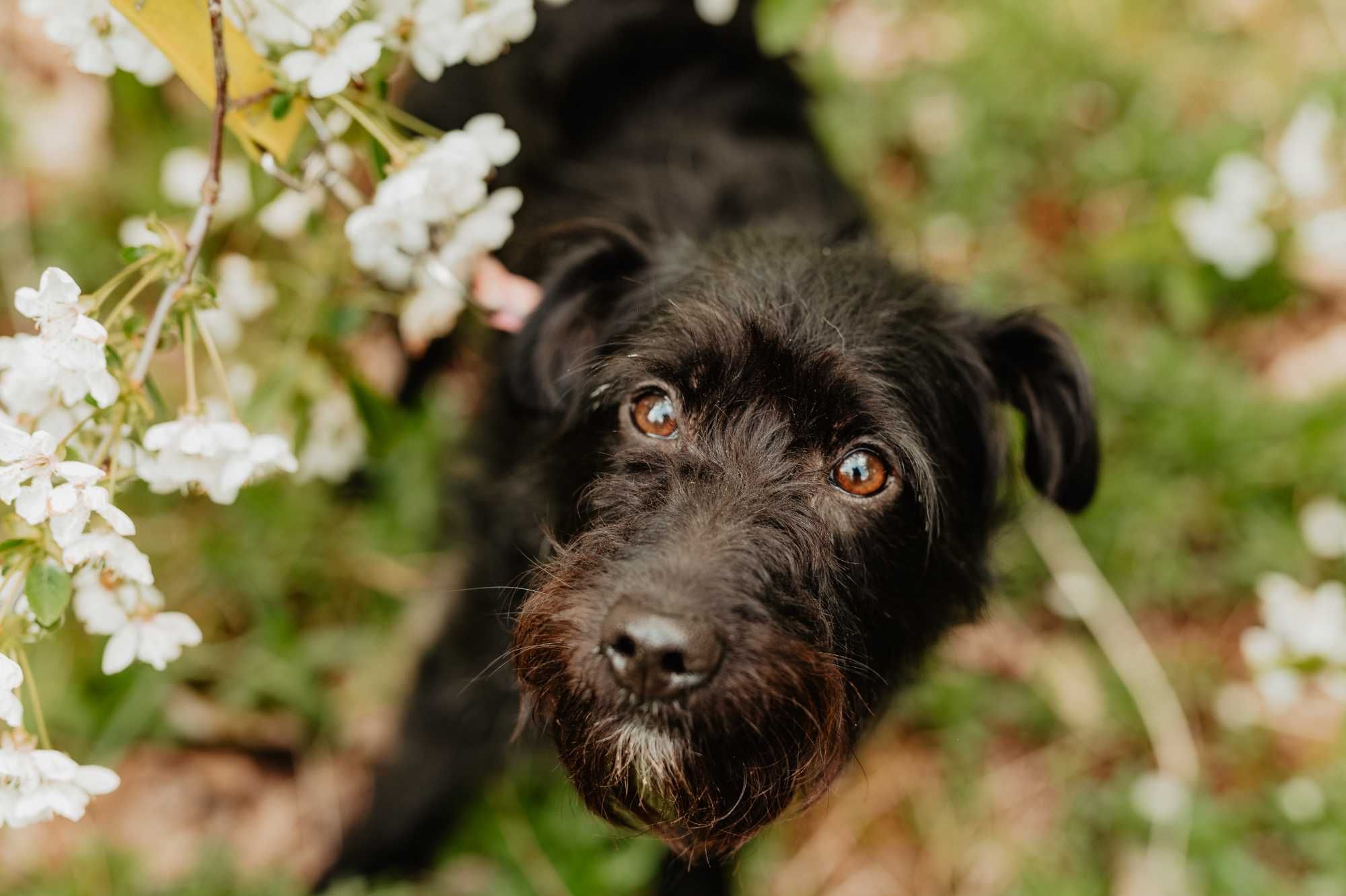 Niewielka Hela wyrzucona w błoto, uratowana, do adopcji!