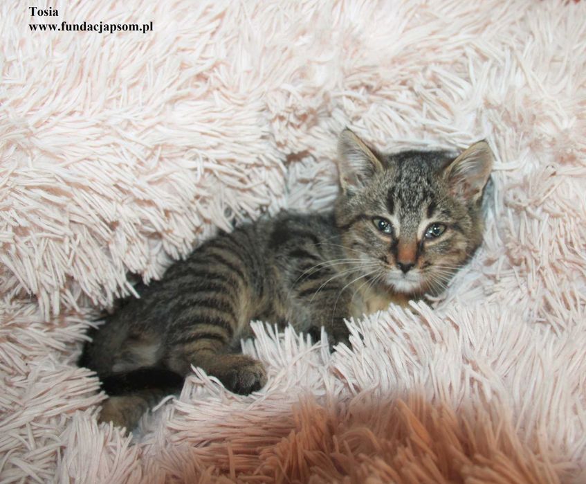 Tosia, mała koteczka szuka domku