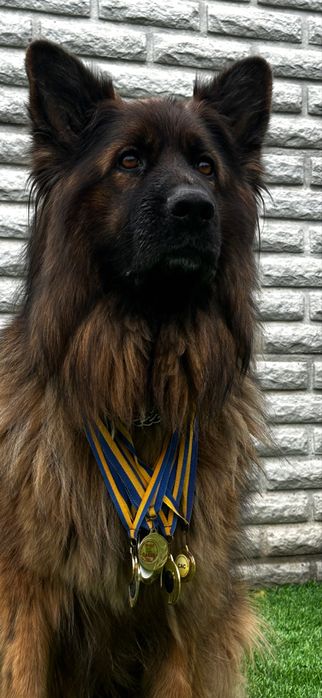 Щенок немецкой овчарки