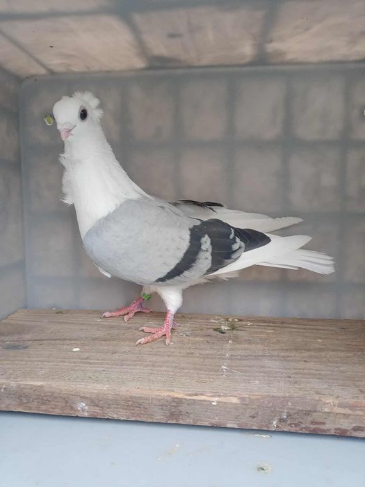 Gołębie Mewki Tanio 15 zł sztuka