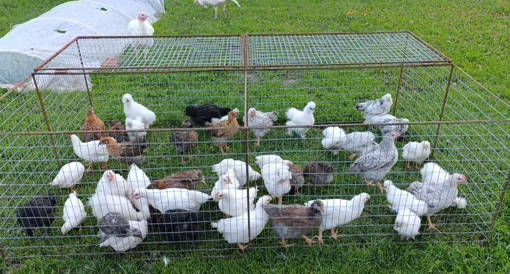 Продам курчат м'ясо несучки власного виведення!!!