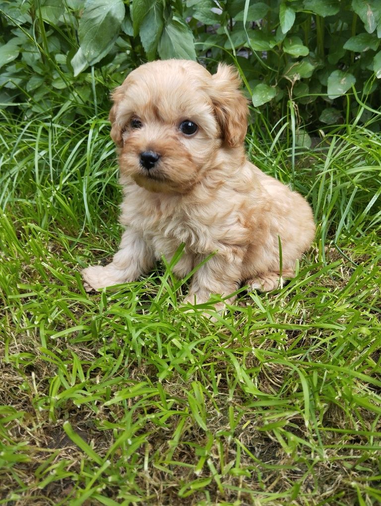 Cavapoo suczka cavapoo f1b ( nie maltipoo maltańczyk pudel cavalier)