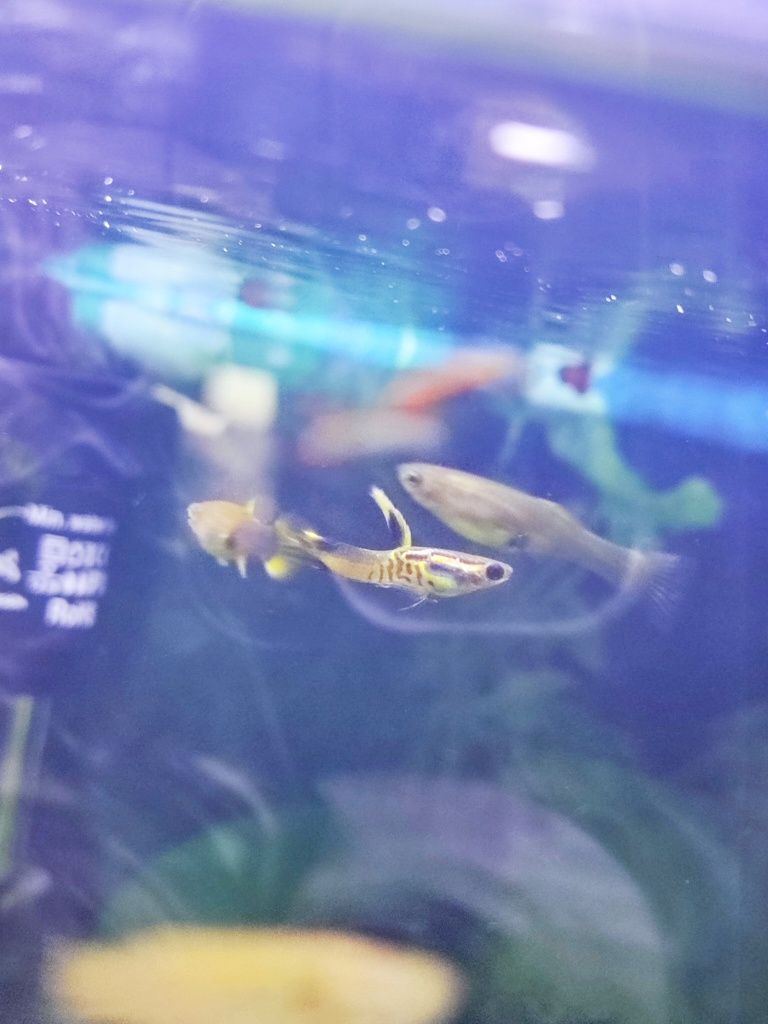 Guppy's  Sortidos