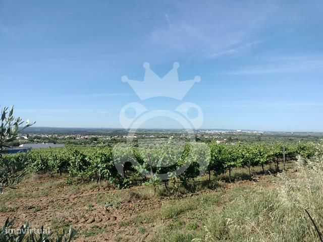 Vinha 5,6 ha com 2 apoios agrícolas e poço