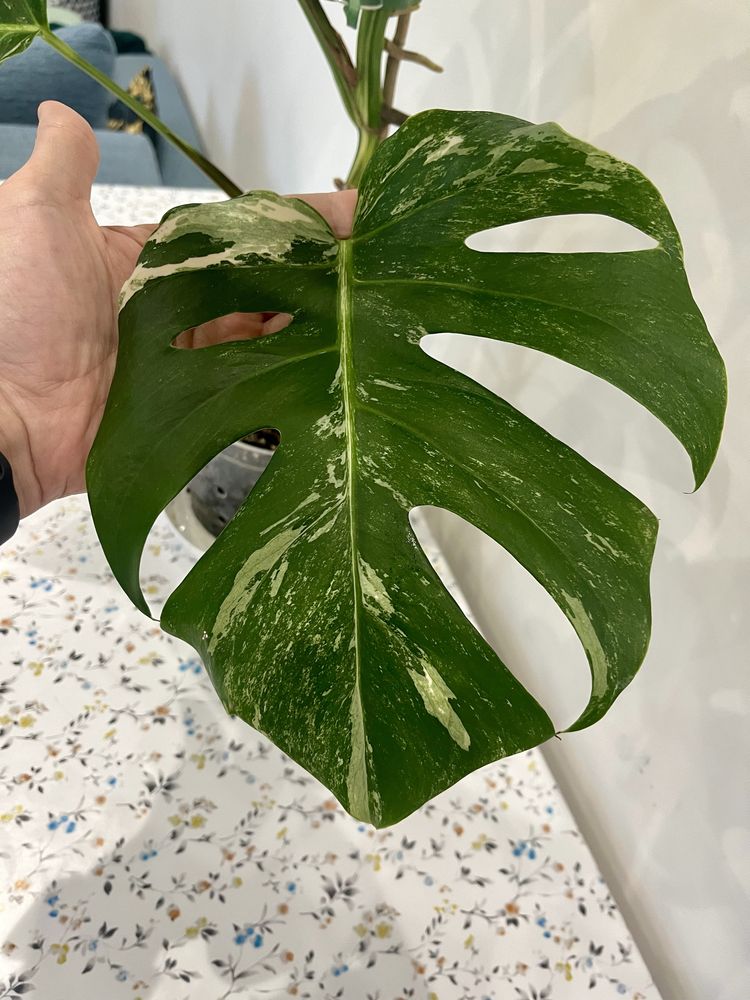 Monstera Deliciosa Variegata CAŁA roślina 60 cm