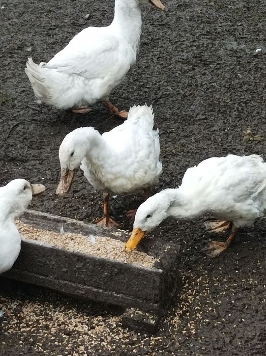 Kaczki mięsne pekin