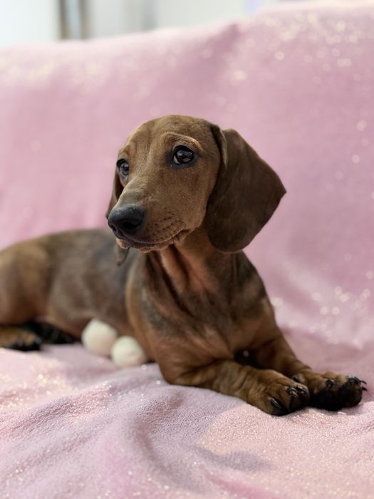 Teckel excelente menina