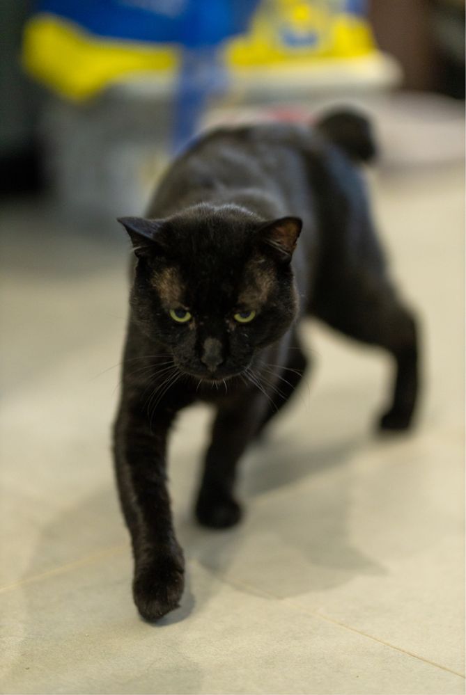 IKA - gato para adoção responsavel