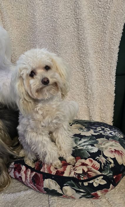 Pudel toy suczka 8 mcy 1,5kg