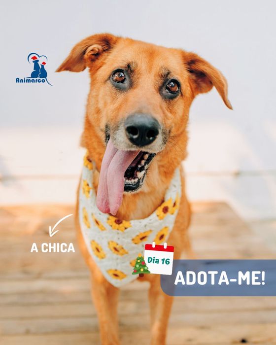 Chica - cadela porte medio grande