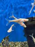Sum rekini albinos