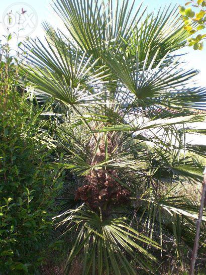 Vendo Palmeira Washingtonia Grande