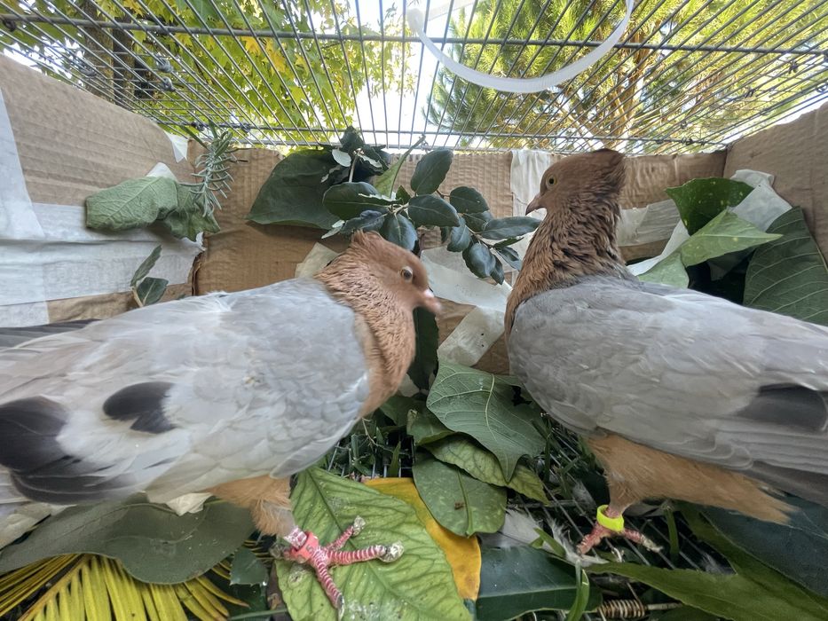 Arcajos asa azul peito dourado