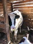 Продам двух стельных Каров на выбор