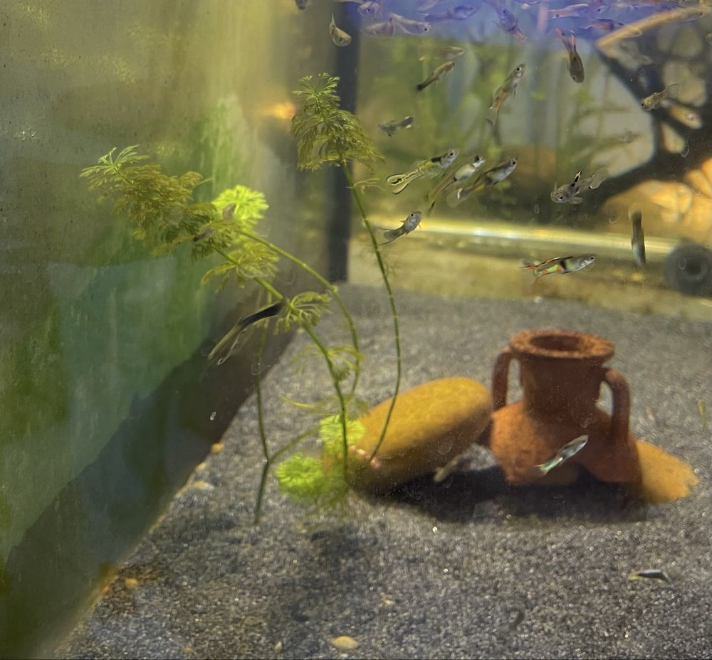 Guppys Sortidos para Venda