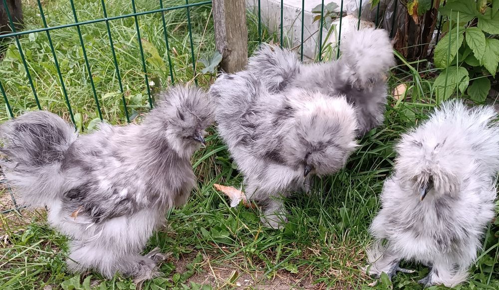 .Jajka lęgowe silek, sprzedam