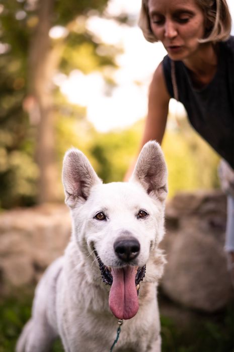 Cudowny Dasti szuka domu! Nie radzi sobie w bloku:(