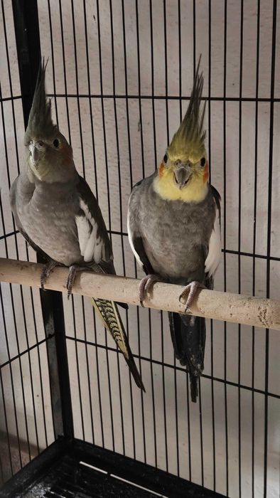 Caturras em excelente estado