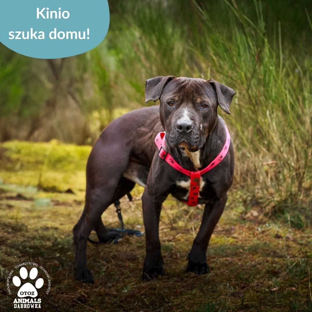 Kinio szuka domu