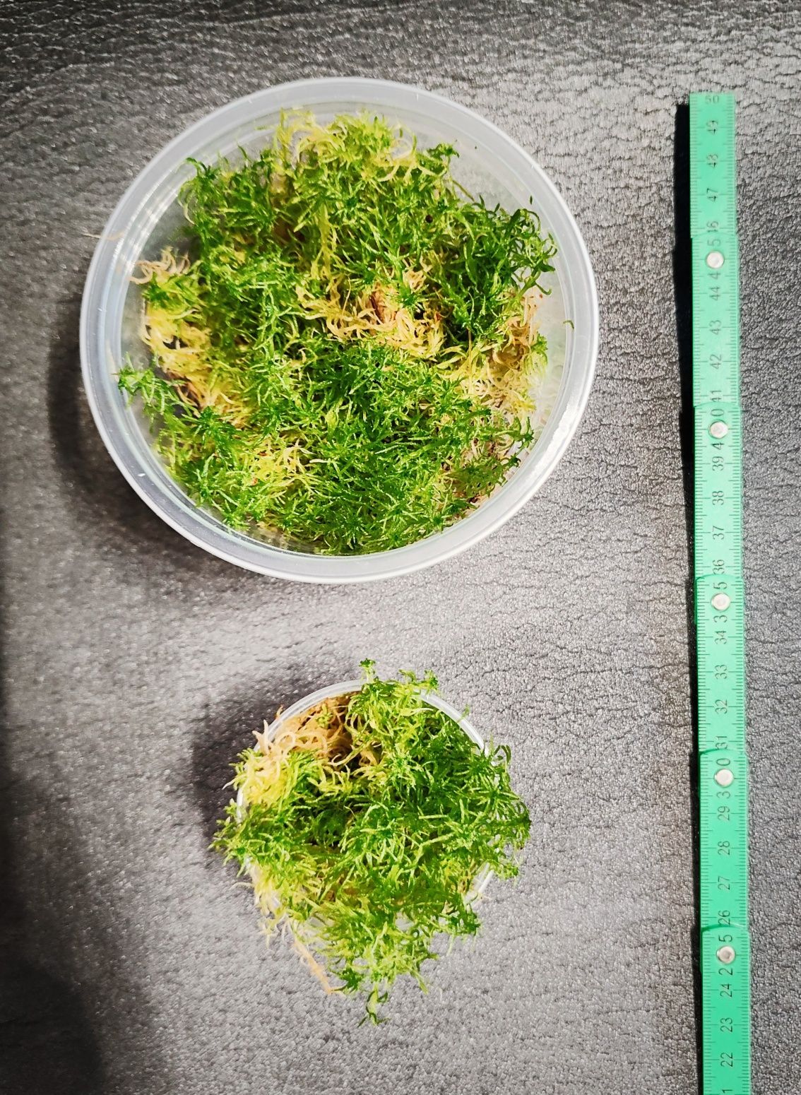 Żywy mech do terrarium, sphagnum, torfowiec