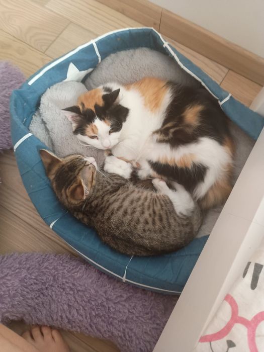 Віддам кицю біля 2 років