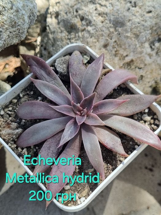 Сукуленти echeveria