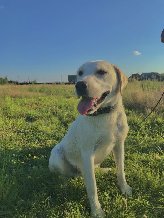 Віддамо у добрі руки, лабрадор-ретривер