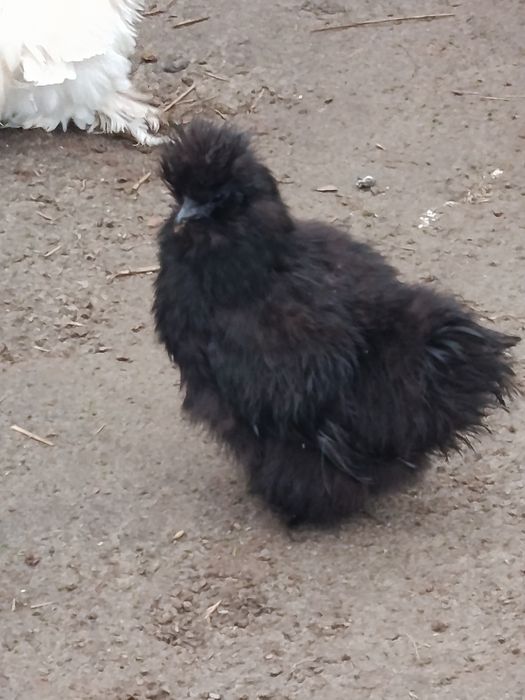 Sprzedam parkę silek i kurczęta