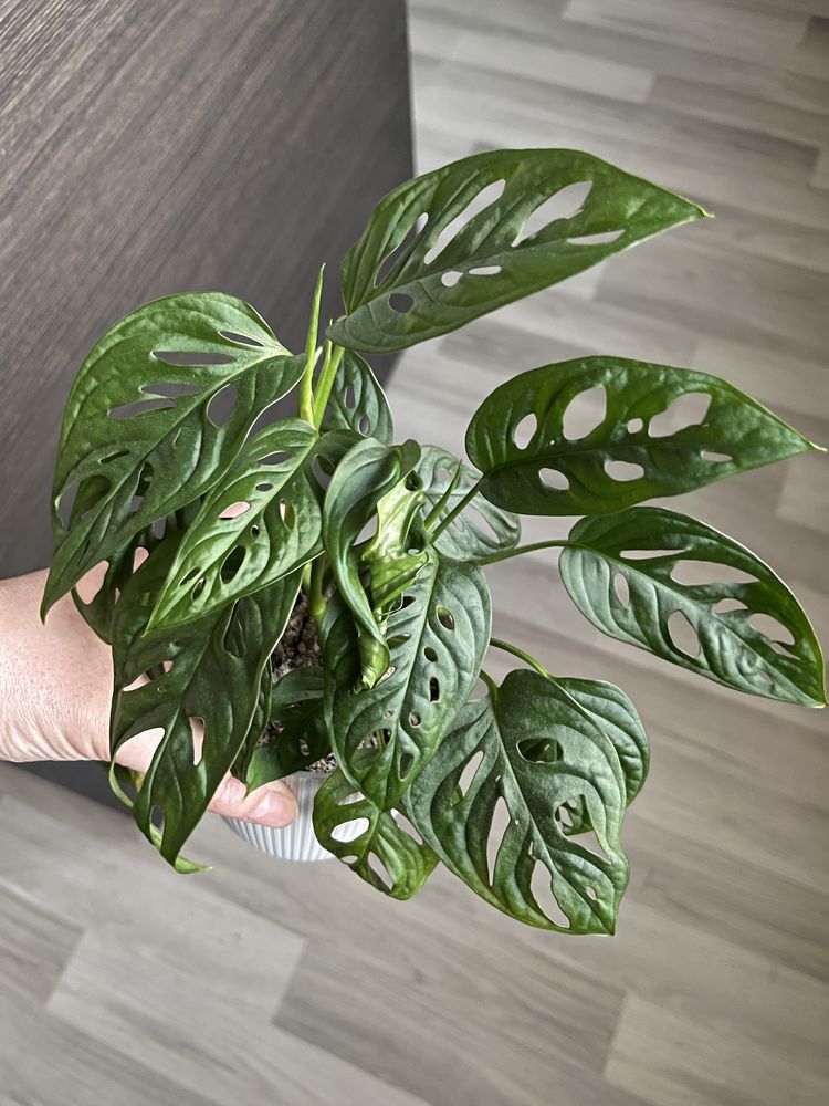 Monstera adasonii monkey mask