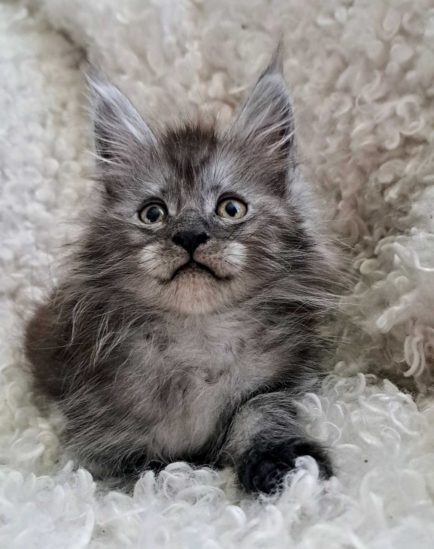 Doskonały ns Maine Coon