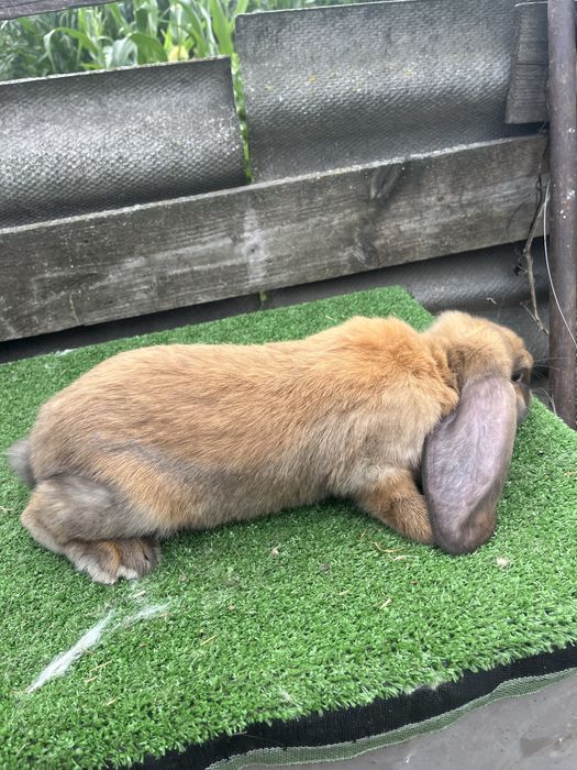 Красиві самці французького барана