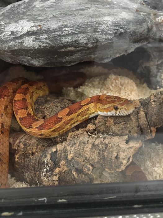 Wąż zbożowy samica 4 lata + terrarium z wyposażeniem