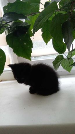 Котёнок девочка черненькая