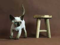 Kocurek devon rex point