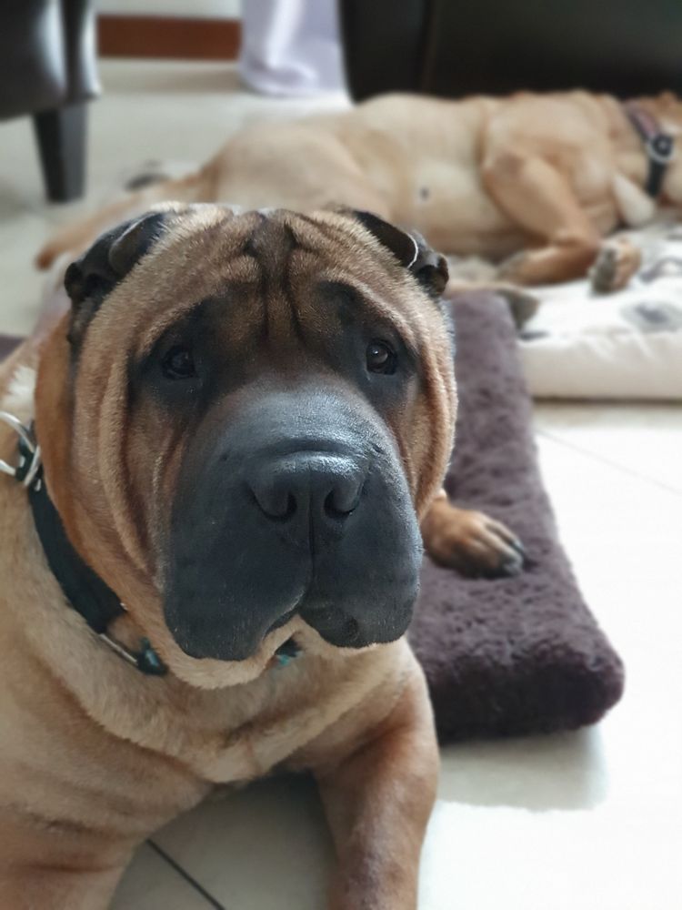 Shar pei wystawowe i nie tylko, z Rodowodem FCI