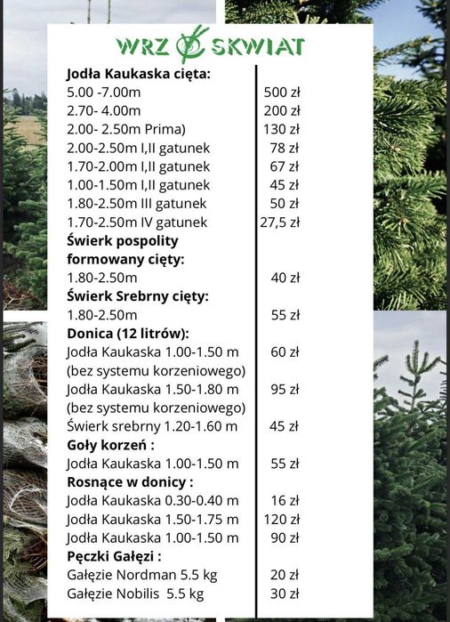 jodła kaukaska 2.00-2.50 świerki choinki